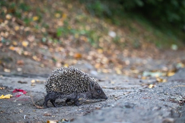 项目还是女 项目还是女